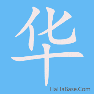 《华》的筆順動畫寫字動畫演示