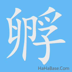 《孵》的筆順動畫寫字動畫演示