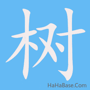 《树》的筆順動畫寫字動畫演示