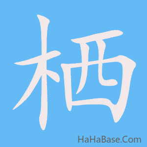 《栖》的筆順動畫寫字動畫演示