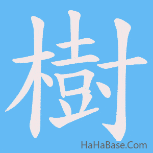 《樹》的筆順動畫寫字動畫演示