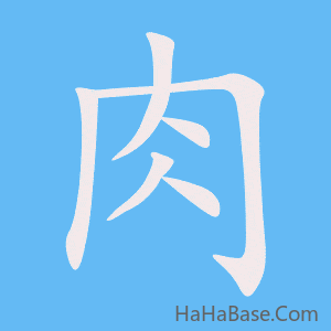 《肉》的筆順動畫寫字動畫演示