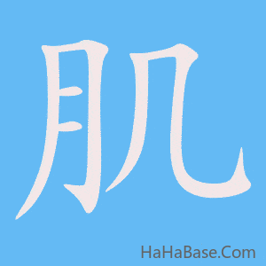 《肌》的筆順動畫寫字動畫演示