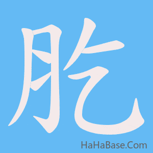 《肐》的筆順動畫寫字動畫演示
