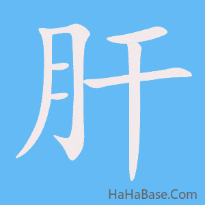 《肝》的筆順動畫寫字動畫演示