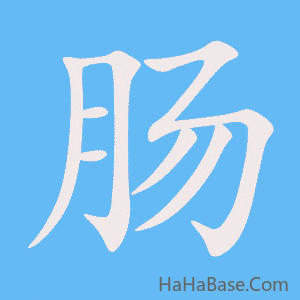 《肠》的筆順動畫寫字動畫演示