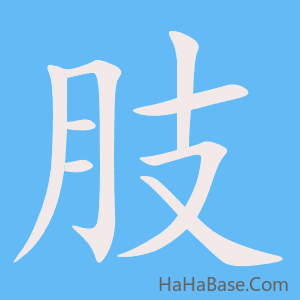 《肢》的筆順動畫寫字動畫演示