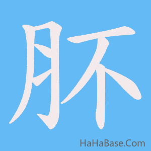 《肧》的筆順動畫寫字動畫演示