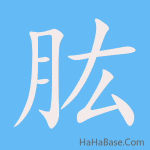 《肱》的筆順動畫寫字動畫演示