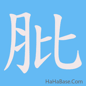 《肶》的筆順動畫寫字動畫演示