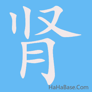《肾》的筆順動畫寫字動畫演示