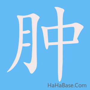 《肿》的筆順動畫寫字動畫演示