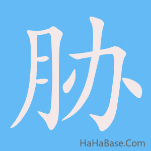 《胁》的筆順動畫寫字動畫演示