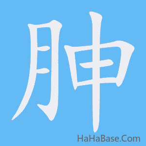 《胂》的筆順動畫寫字動畫演示