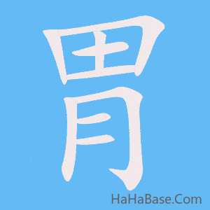 《胃》的筆順動畫寫字動畫演示