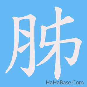 《胏》的筆順動畫寫字動畫演示