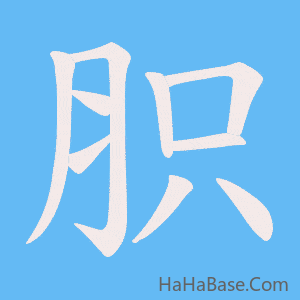 《胑》的筆順動畫寫字動畫演示