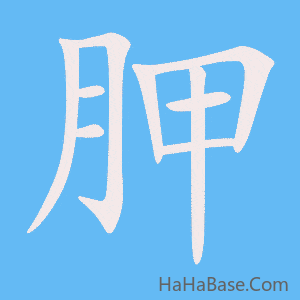 《胛》的筆順動畫寫字動畫演示