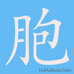 《胞》的筆順動畫寫字動畫演示