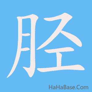 《胫》的筆順動畫寫字動畫演示