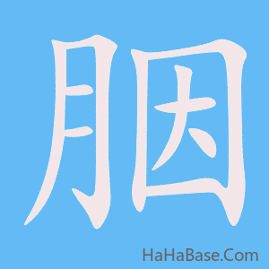《胭》的筆順動畫寫字動畫演示