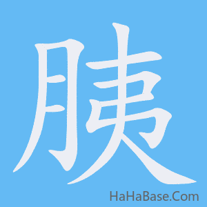 《胰》的筆順動畫寫字動畫演示