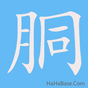 《胴》的筆順動畫寫字動畫演示