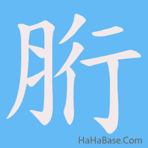 《胻》的筆順動畫寫字動畫演示