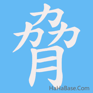 《脅》的筆順動畫寫字動畫演示