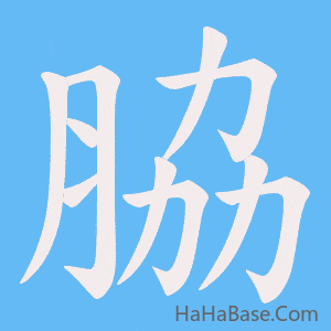 《脇》的筆順動畫寫字動畫演示