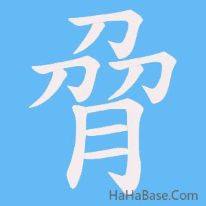 《脋》的筆順動畫寫字動畫演示