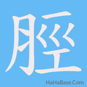 《脛》的筆順動畫寫字動畫演示