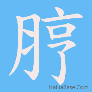 《脝》的筆順動畫寫字動畫演示