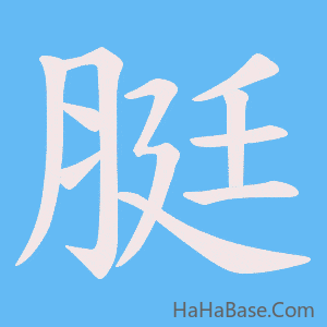 《脡》的筆順動畫寫字動畫演示