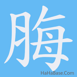 《脢》的筆順動畫寫字動畫演示