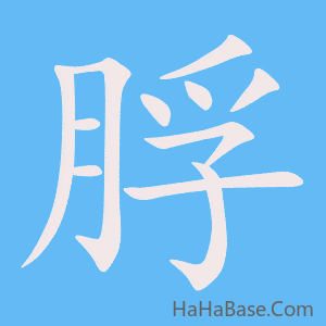 《脬》的筆順動畫寫字動畫演示