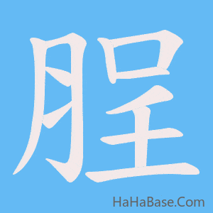 《脭》的筆順動畫寫字動畫演示