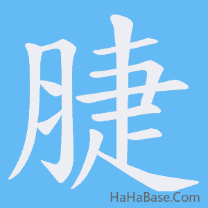 《脻》的筆順動畫寫字動畫演示