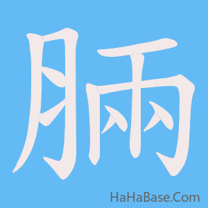 《脼》的筆順動畫寫字動畫演示