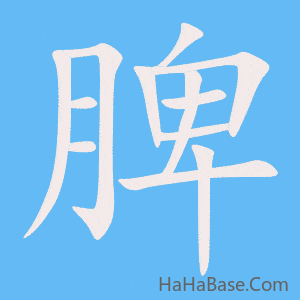 《脾》的筆順動畫寫字動畫演示