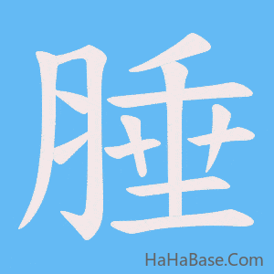 《腄》的筆順動畫寫字動畫演示