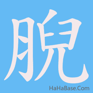《腉》的筆順動畫寫字動畫演示