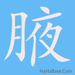 《腋》的筆順動畫寫字動畫演示