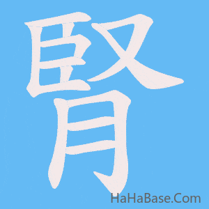 《腎》的筆順動畫寫字動畫演示