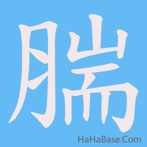 《腨》的筆順動畫寫字動畫演示