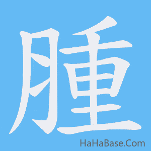 《腫》的筆順動畫寫字動畫演示