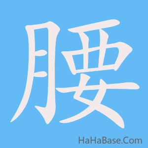《腰》的筆順動畫寫字動畫演示