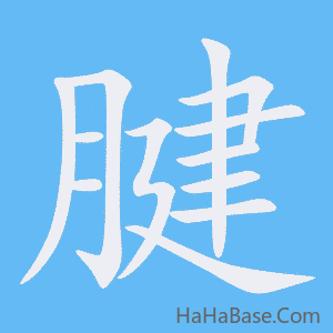 《腱》的筆順動畫寫字動畫演示