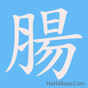 《腸》的筆順動畫寫字動畫演示