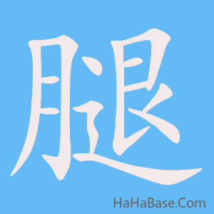 《腿》的筆順動畫寫字動畫演示